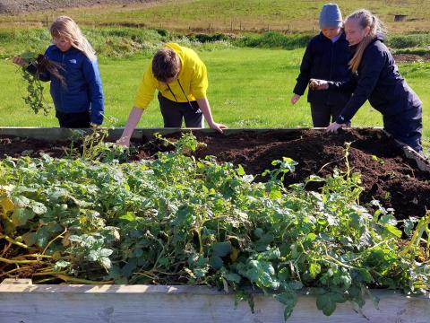 Sixth-seventh grade students at Klébergsskóli during potato harvest