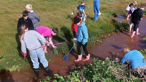 Stickleback fishing in Kjalarnes